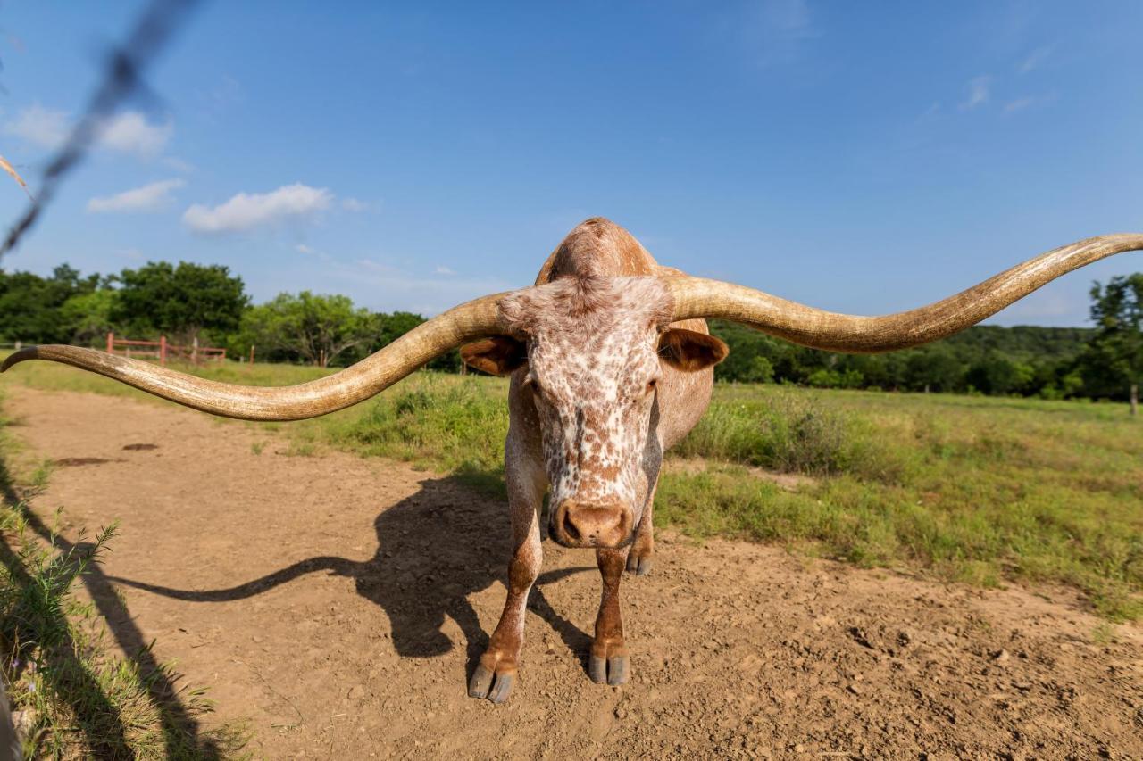 Wildcatter Ranch And Resort Graham Eksteriør billede